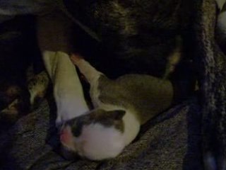 La ptite toillette par temis