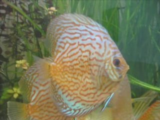 \photos bb blue knight