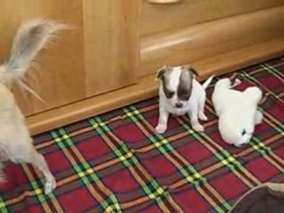 Diddle joue avec peluche