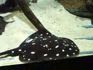aquarium porte dorée