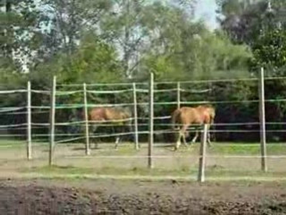 Lavardac Et ? au paddock