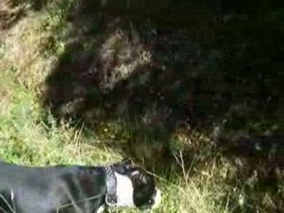 Balade foret 056