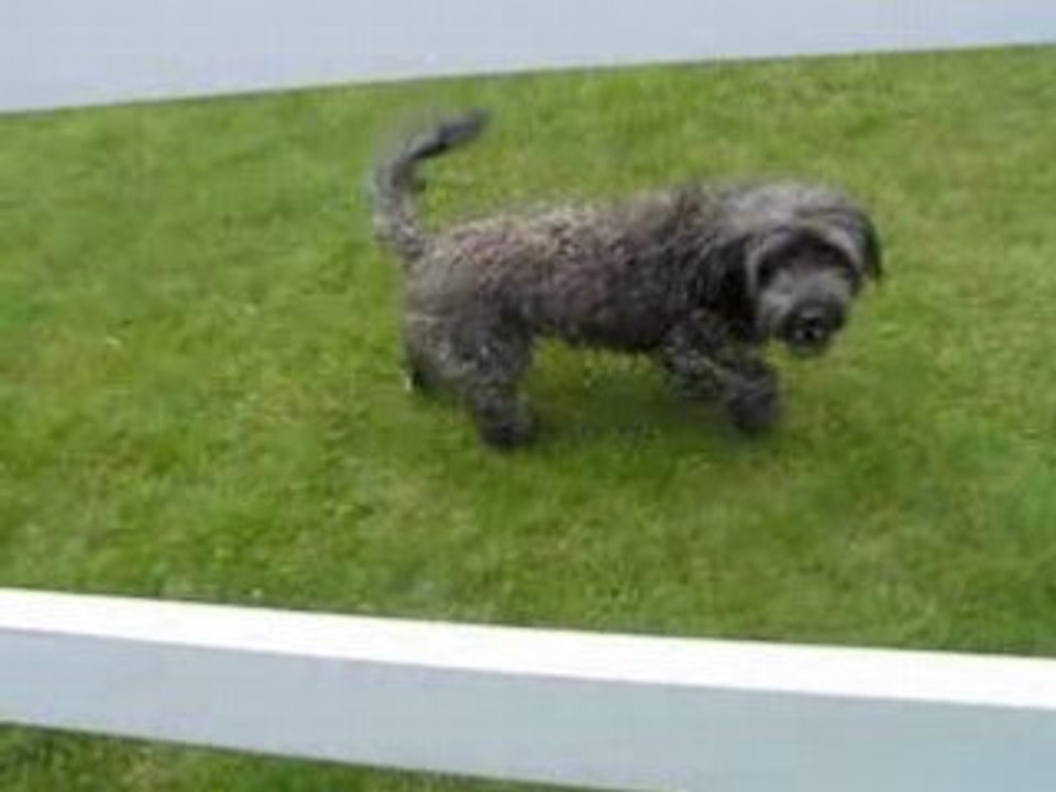 CHIEN QUI DANSE