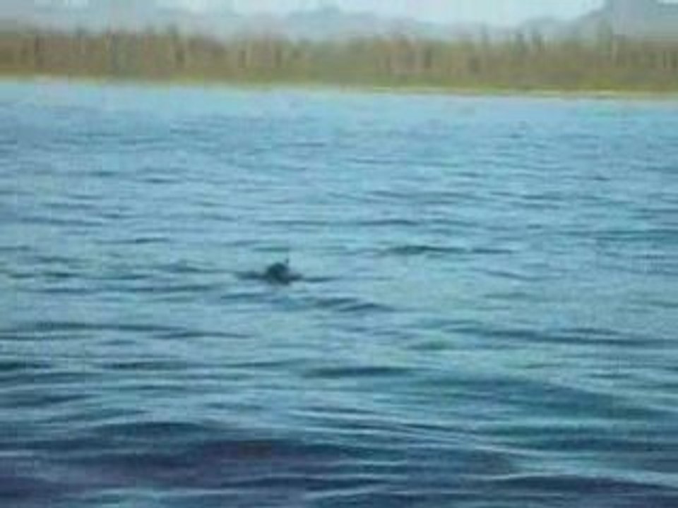 dauphins tofino