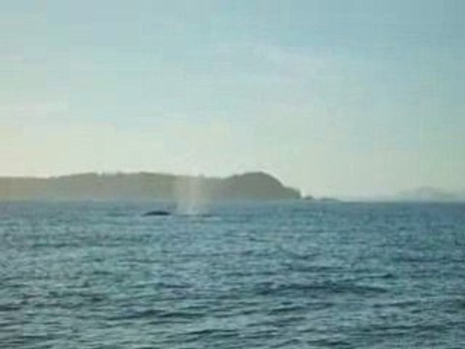 baleine tofino