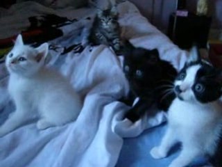 Chatons oui non