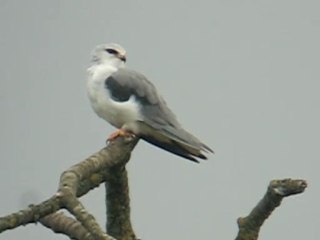 Elanion blanc à Genève