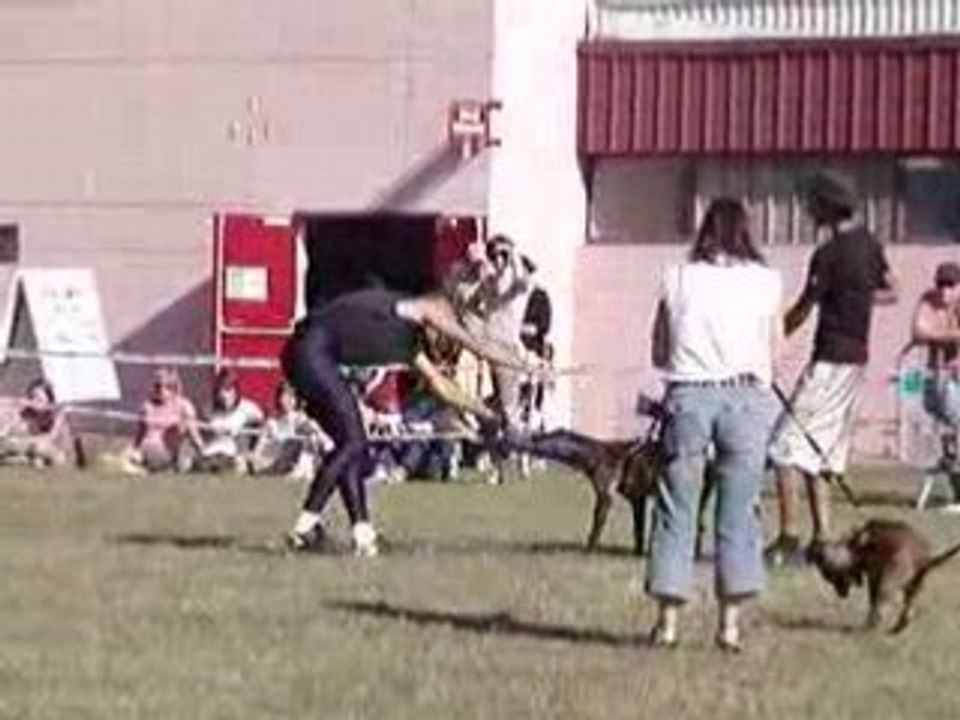 demonstration canine du CEC Montauban