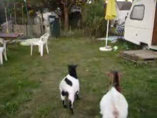 seven et les biquettes