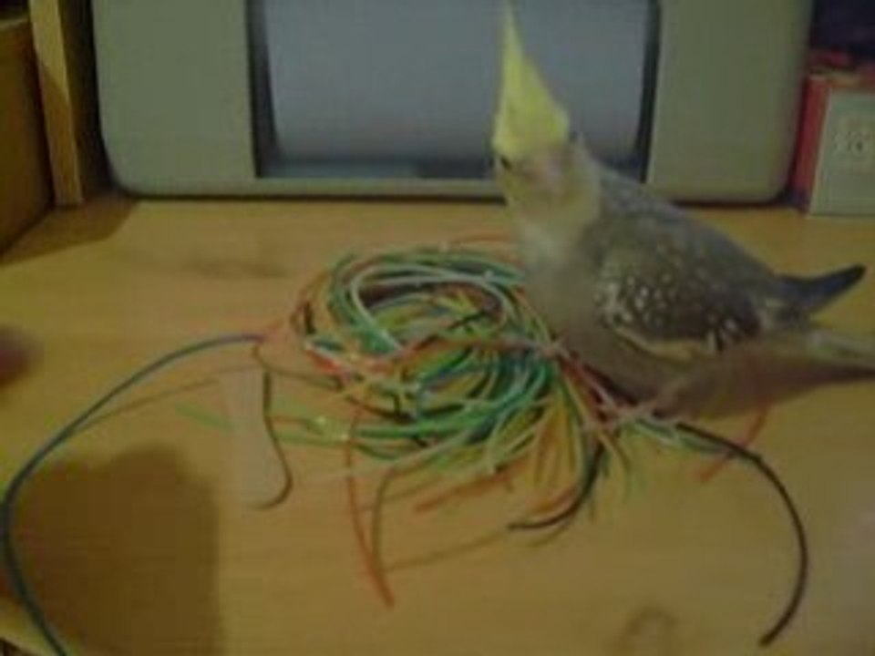 kiwi joue