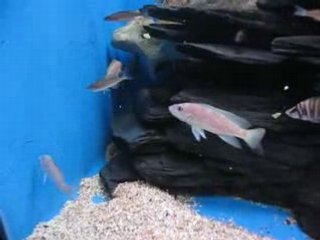 TANGANYIKA CICHLIDS LAMPROLOGUES PART 2