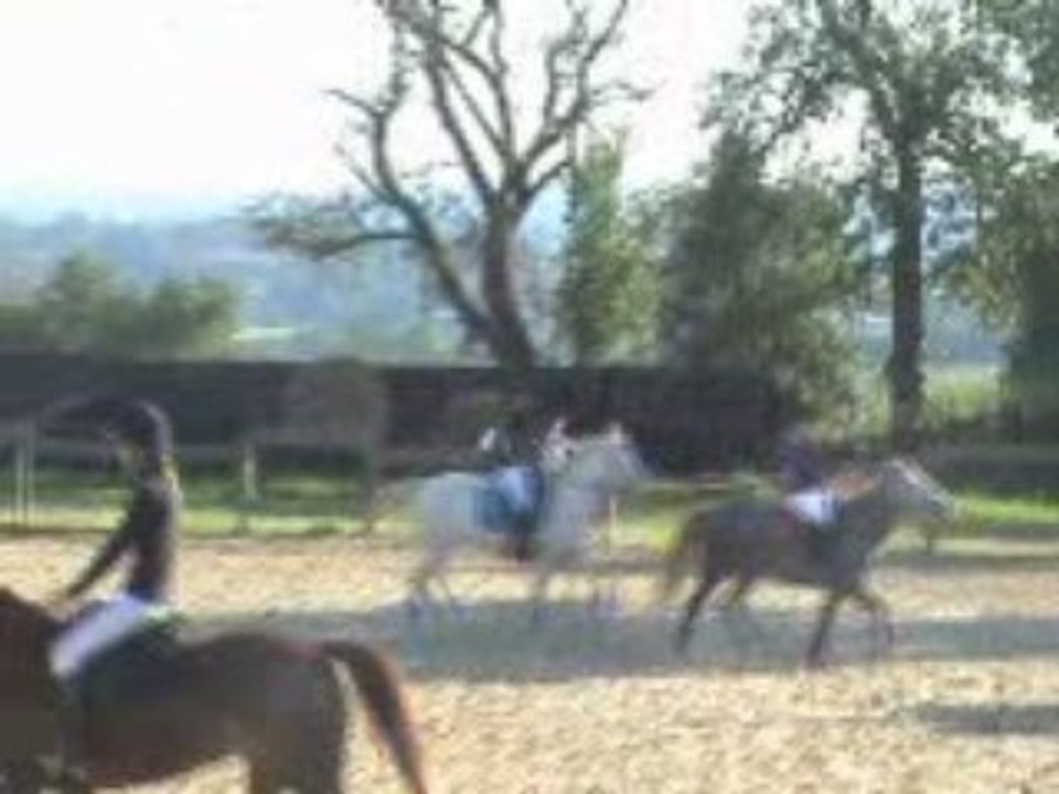 carousssel de dressage