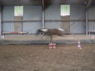 Paloma en saut en liberté