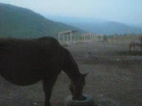 Senka mes racines et mes ailes