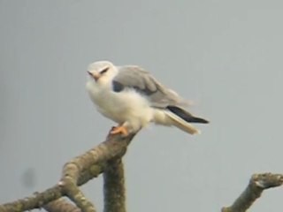 Elanion blanc à Genève