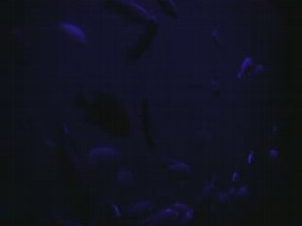 aquarium petit groupe de cichlidés du malawi