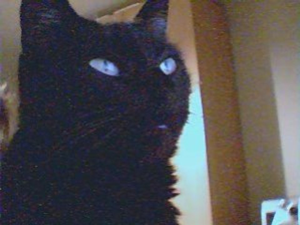 Fifi devant l'Ordi