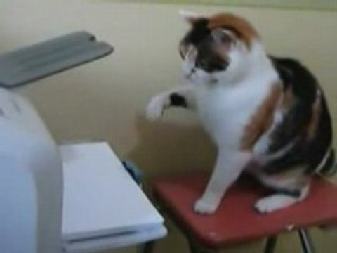 Gato versus Impresora - Cat Vs. Printer.. XD