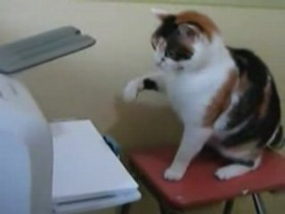 Gato versus Impresora - Cat Vs. Printer.. XD