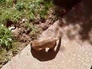 Coatis,  Zoo St Martin la plaine