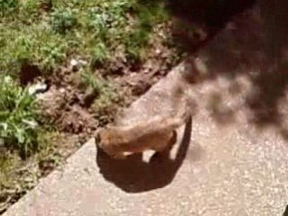 Coatis,  Zoo St Martin la plaine