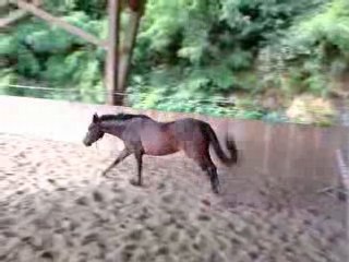 saut d'obstacle en liberté