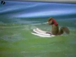 Wasserspiele Tierrisch