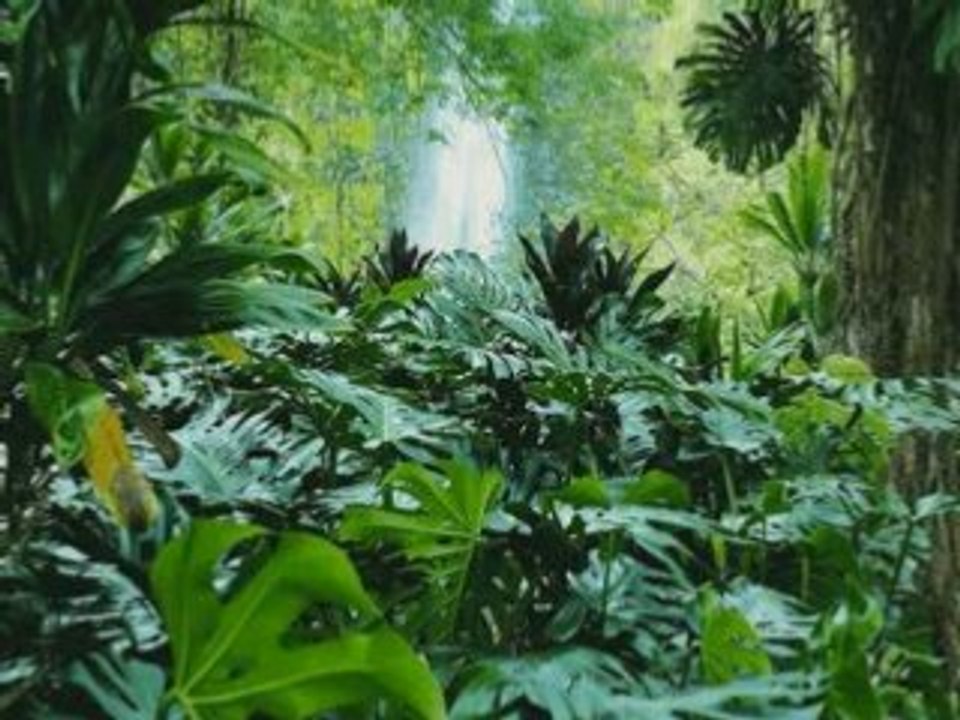 Nature