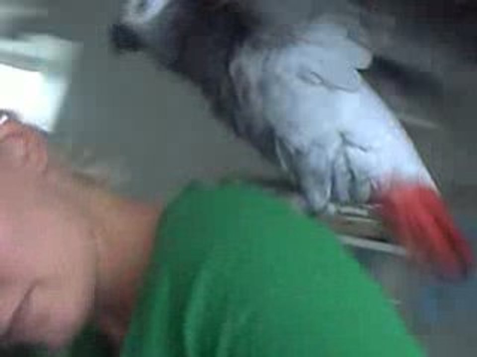 miko et le seche-cheveux