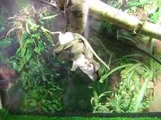 Boa eating