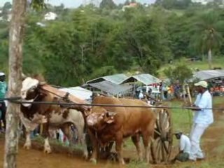 Boeufs Tirants Guadeloupe