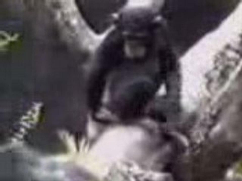 ass of  monkey