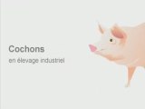 Cochons-porcs-élevage-industriel