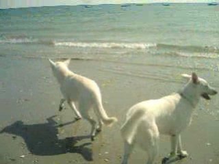 Belka et baly  à la plage 001