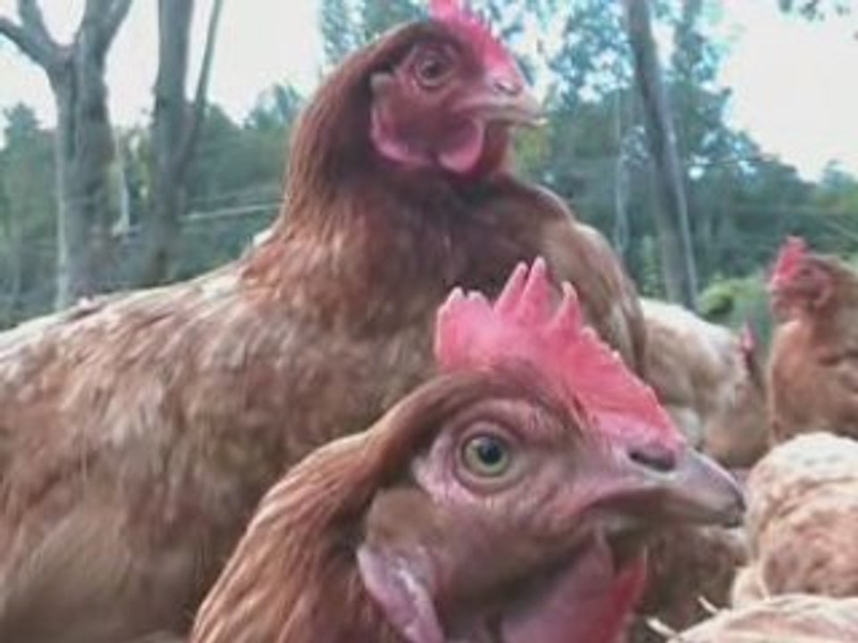 Poules-bio-moirans