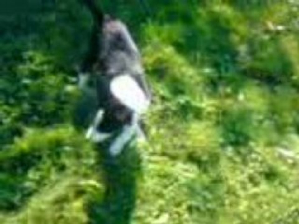 Belle en chasse