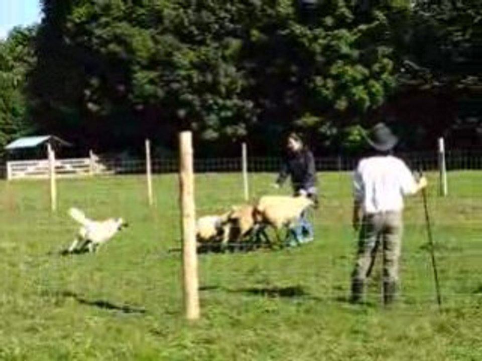 Vega et les moutons