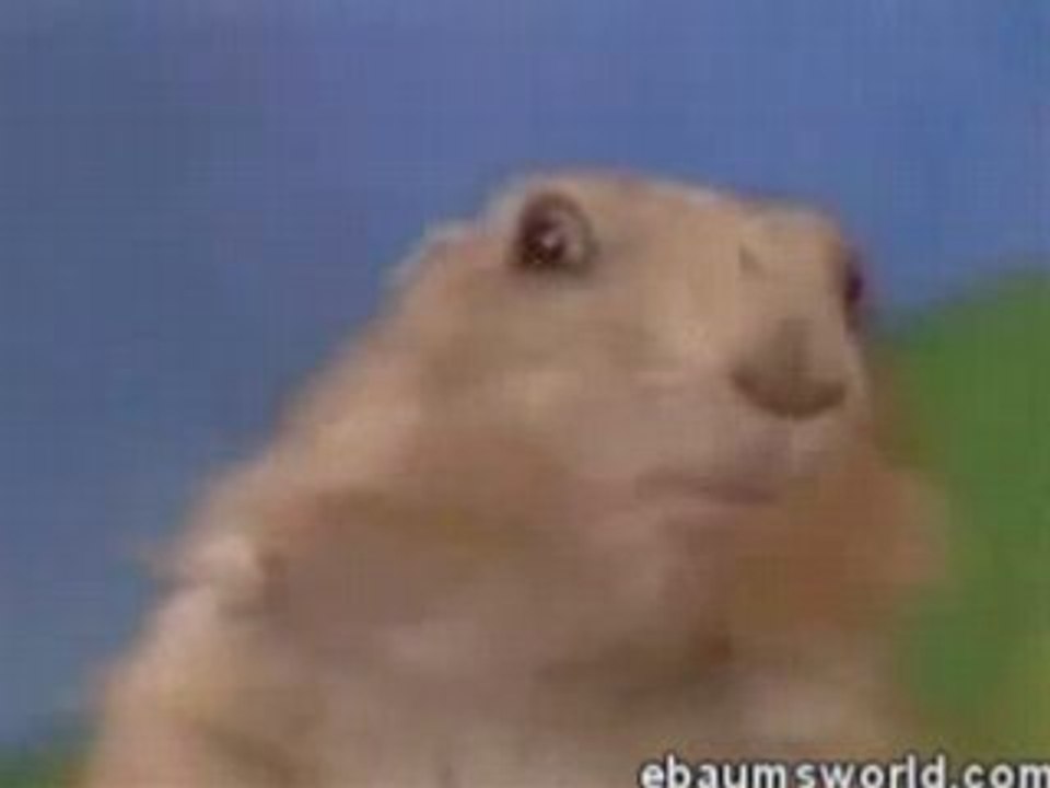 La marmotte au regard dramatique