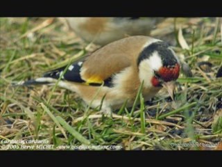 MAKNINE EZZINE _ A. EZZAHI