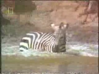 Zebra vs Crocodile. Zebra Destroys the Croc