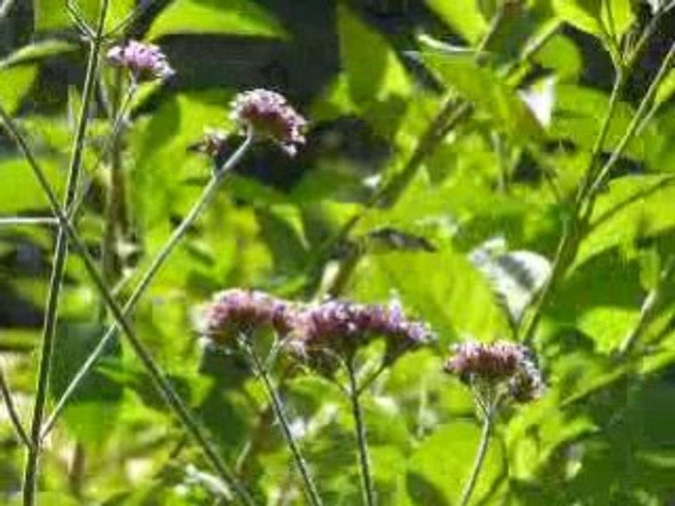 Colibri vauvert 22 sept-1