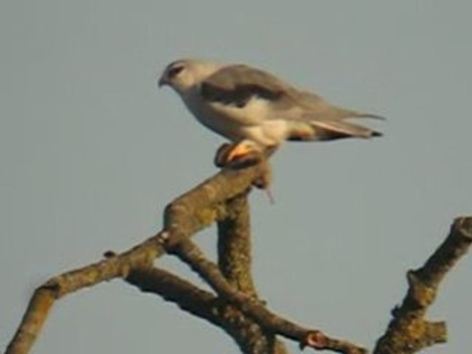 Elanion Blanc