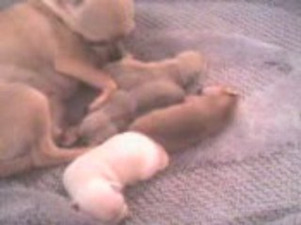 Mes 4 bébés nés le 17/09/2008