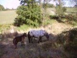 Divina Stela Ranch (élevage chevaux miniatures).