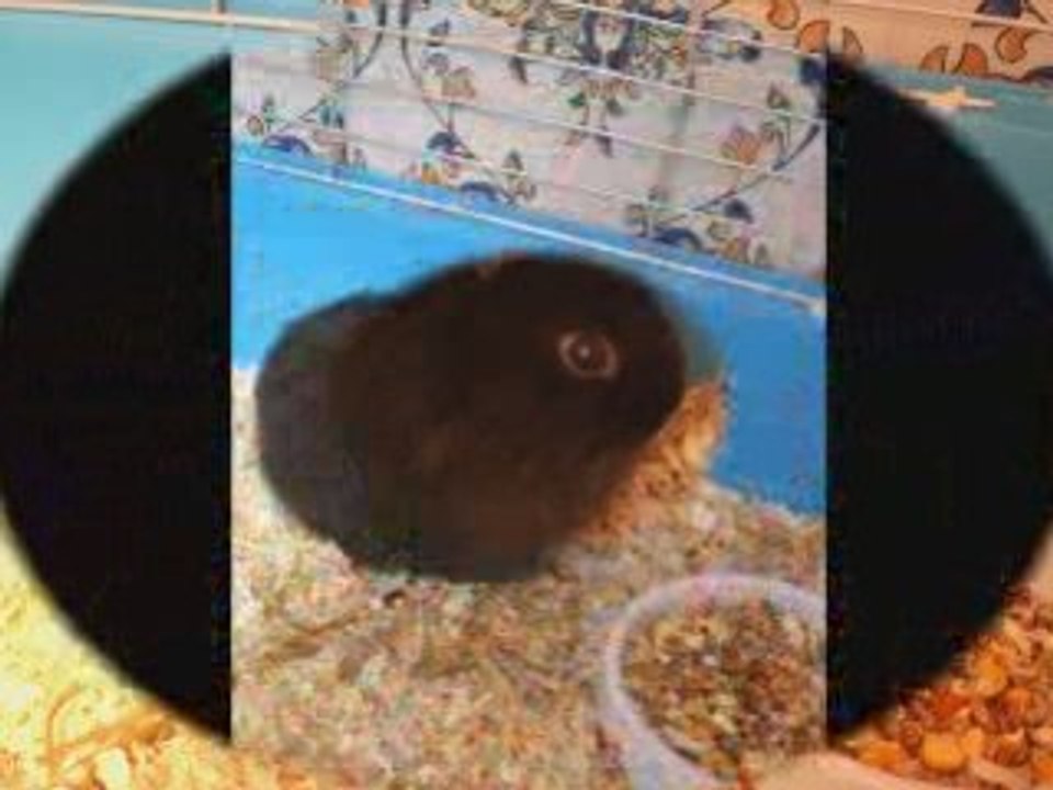 lapin