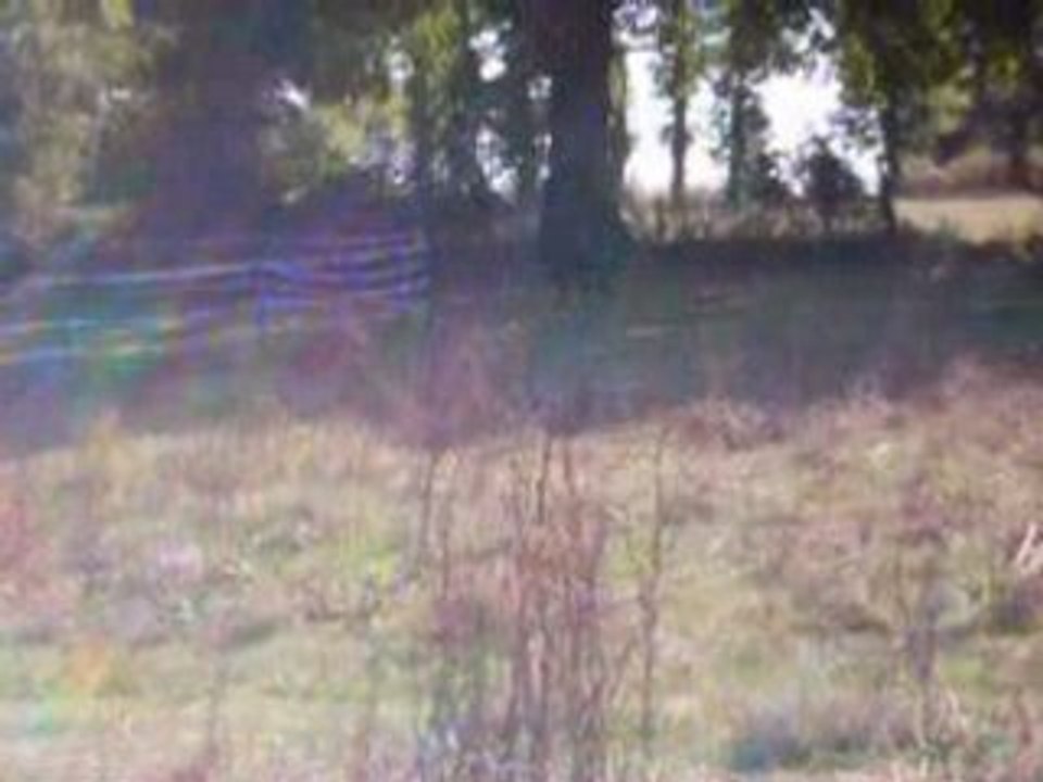 Divina Stela Ranch (Elevage Chevaux Miniatures).