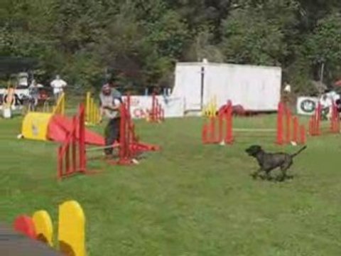 Rusty star et Atila agility laurac