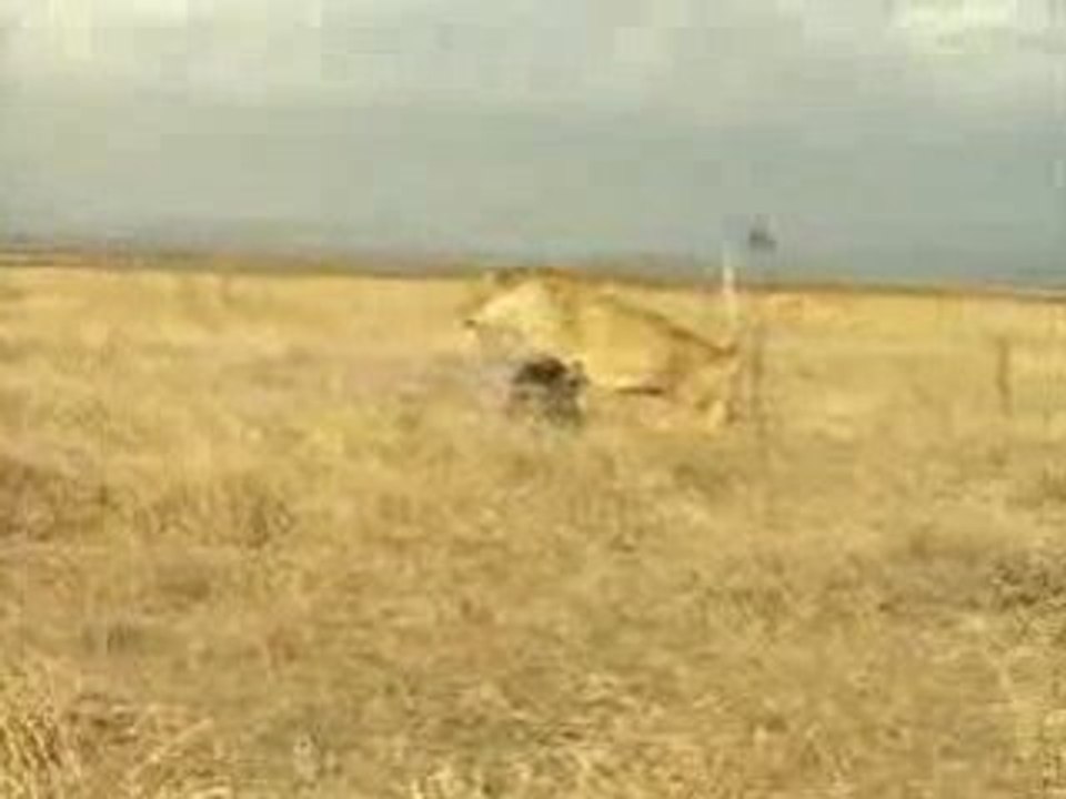 Pig vs. Lion