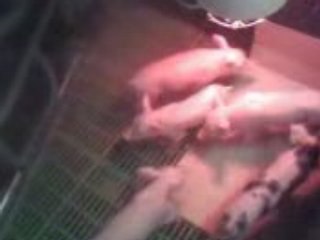 Baston de porcelets ... deuxième édition