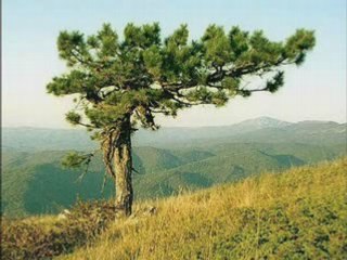 Baciary - Jak się bawią ludzie